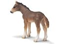 Holsteiner Foal