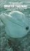 Smarter Than Man? Intelligence in Whales, Dolphins and Humans