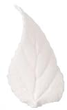 White Rose Leaves