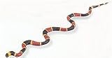 Baby Coral Snake Toy