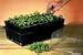 Deep Root Trainers