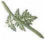 Drumstick tree seed packet