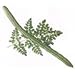 Drumstick tree seed packet