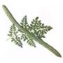 Drumstick tree seed packet