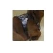 Extra Small Safety Harness with Wide Breast Plate