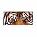 Gourmet Food : Tiger - Dark Chocolate Espresso, 12 Units / 3.2 oz