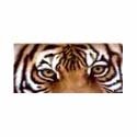 Tiger - Dark Chocolate Espresso, 12 Units 3.2 oz by Endangered Species