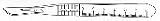 BD #11 Bard-Parker Scalpels, Sterile, Disposable, Stainless Steel, 10/Bx, BD 371611