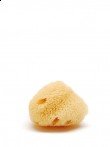 Cosmetic Sea Sponges