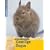 Gesellige Degus