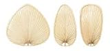 Fanimation Fan Blade Set ISP1 Five, 22 Wide Oval, Natural Palm Leaf Blades
