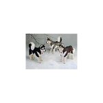 Steiff Studio Husky