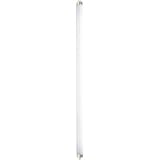 Keystore #70936 WP 8WT5 BiPin Fluorescent Bulb