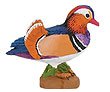 Safari: Mandarin Duck