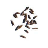 Caraway Seed Organic