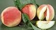 Nectar Peach Tree Five Gallon