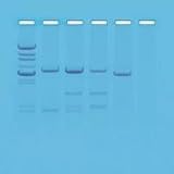 Edvotek DNA Paternity Testing Simulation Kit
