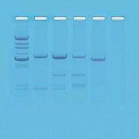Edvotek DNA Paternity Testing Simulation Kit