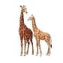 Noah's Pals: Giraffe