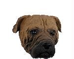 Bullmastiff Doogie Head for Conversation Concepts Doogies