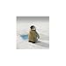 Steiff 504976 - Baby Pinguin