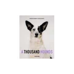 Tausend Hunde