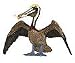 Safari: Brown Pelican