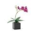 Torre & Tagus Orchid Potted Single Stem 16-Inch, Purple