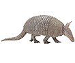 Armadillo