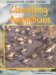 Classifying Living Things: Classifying Amphibians (Classifying Living Things)