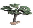 Umbrella Acacia