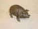 Cast Iron Pig Bank
