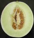 Honey Dew Cantaloupe 110 Seeds - GARDEN FRESH PACK ! - B001J5FO1U