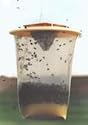 Eco Garden Red Top Fly Catcher Trap