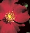 2 Gallon Red Floral Carpet Rose