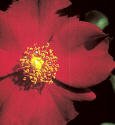 Red Floral Carpet RoseTwo Gallon by Monrovia Growers