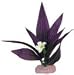 African Sword Plant with Flowers in Plum Size: Mini (0.5