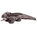 Ty Beanie Babies Bali the Komodo Dragon