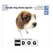 THE&nbsp;DOG�`CavalierKingCharlesSpaniel