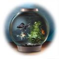 Biorb 30 Aquarium With Light