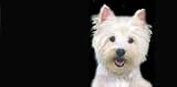 Airbrushed License Plate - Dog License Plates - Westie License Plate - 1440
