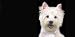 Airbrushed License Plate - Dog License Plates - Westie License Plate - 1440
