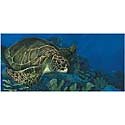 Sea Turtle - with Blueberries, 12 Units 3.2 oz by Endangered Species
