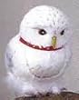 Feathered Owl like Hedwig - Harry Potter Costume Prop