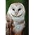 Mystic Owl Curio