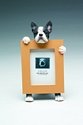 Boston Terrier 2.5