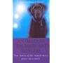 Animals as Healers and Teachers: True Stories of the Transforming Power of Animals