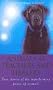 Animals as Healers and Teachers: True Stories of the Transforming Power of Animals