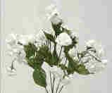Mini Rose Bush-White