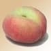 Donut Peach Tree Five Gallon